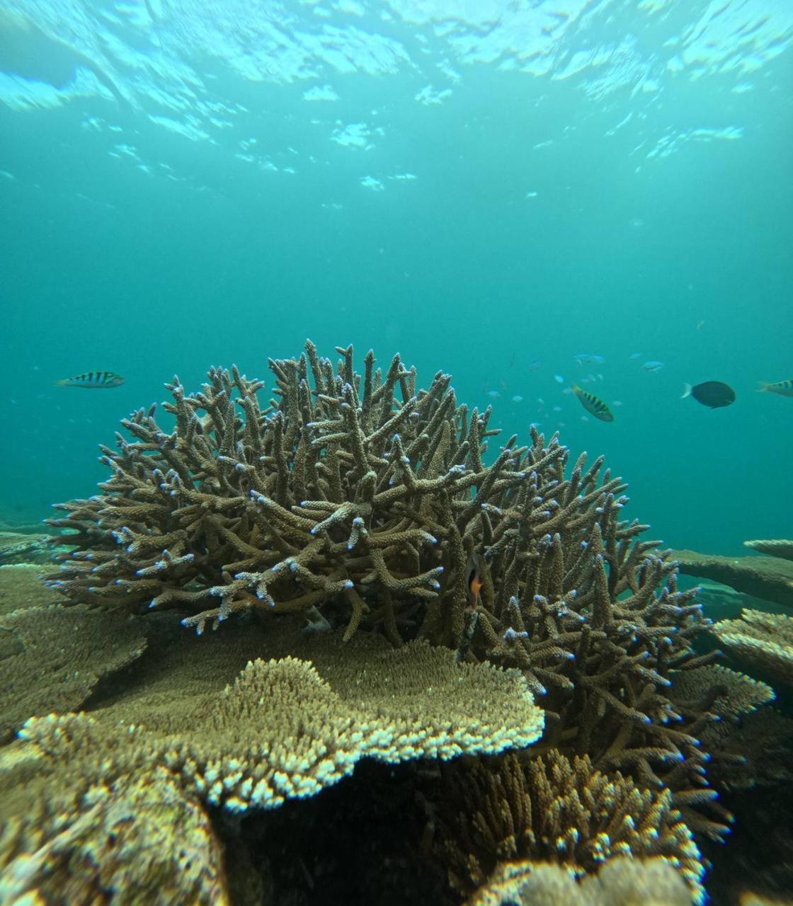 Nirili Villa Dhiffushi Kültér fotó